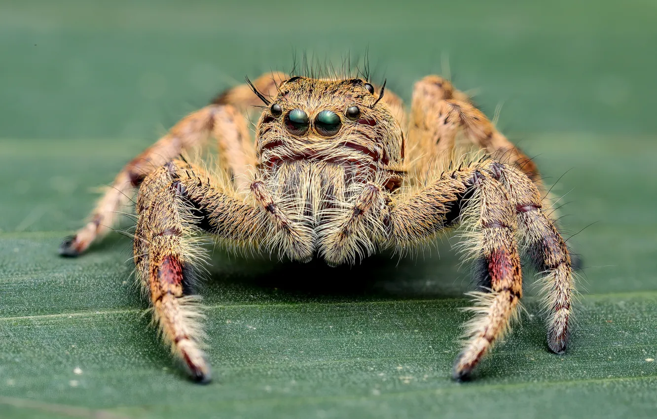 Photo wallpaper look, macro, pose, leaf, spider, bokeh, jumper, spider