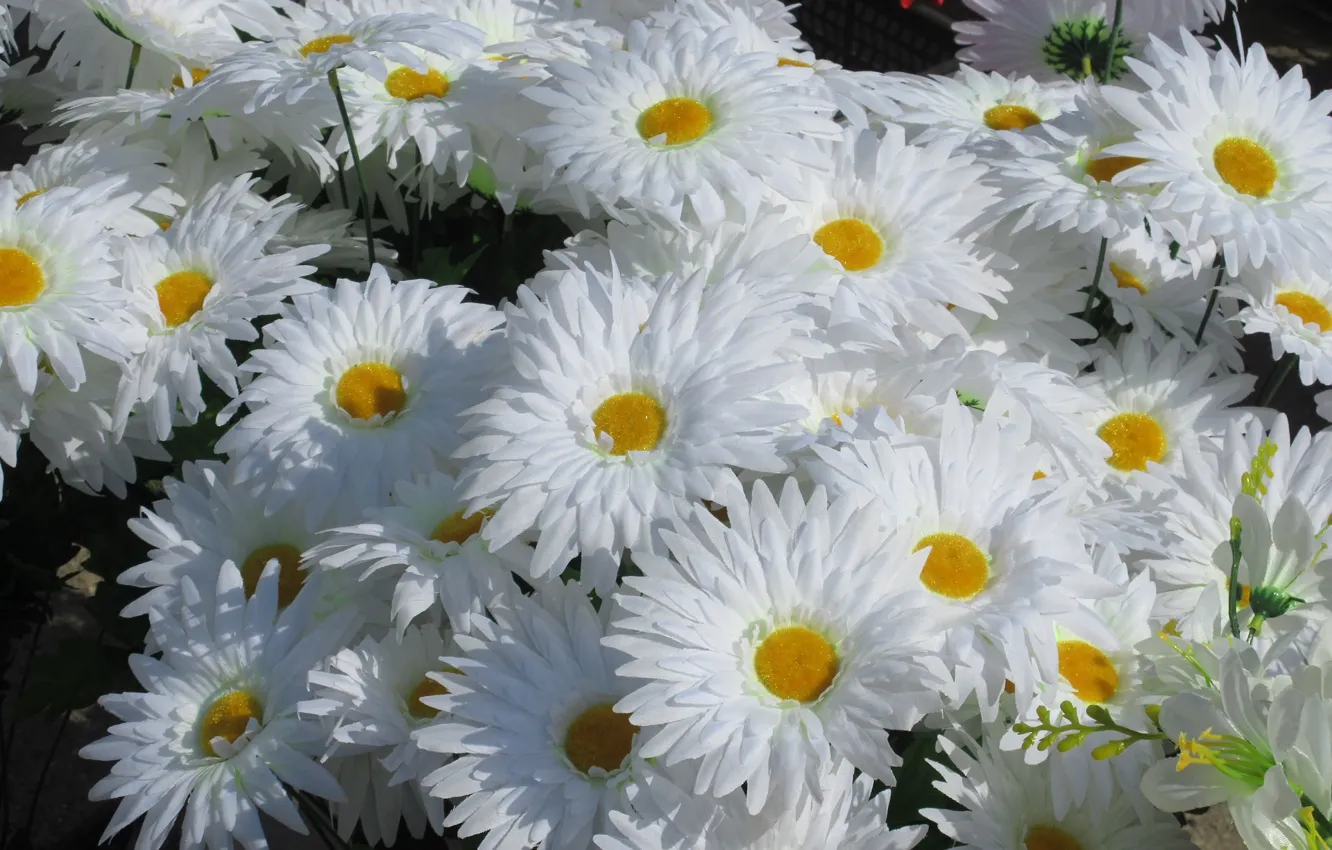 Photo wallpaper chamomile, artificial flowers, spring 2018, Meduzanol ©