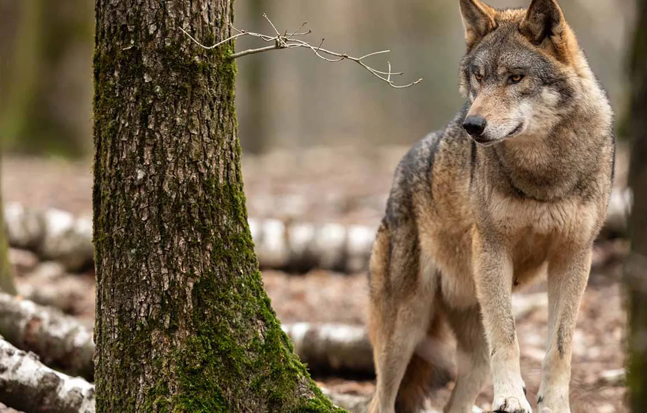 Photo wallpaper nature, face, animal, wolf, wildlife, head, fur, mammal