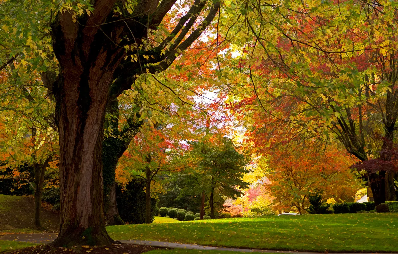 Photo wallpaper autumn, trees, Park