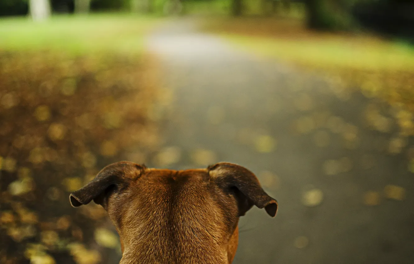 Photo wallpaper road, Park, dog, ears, alertness