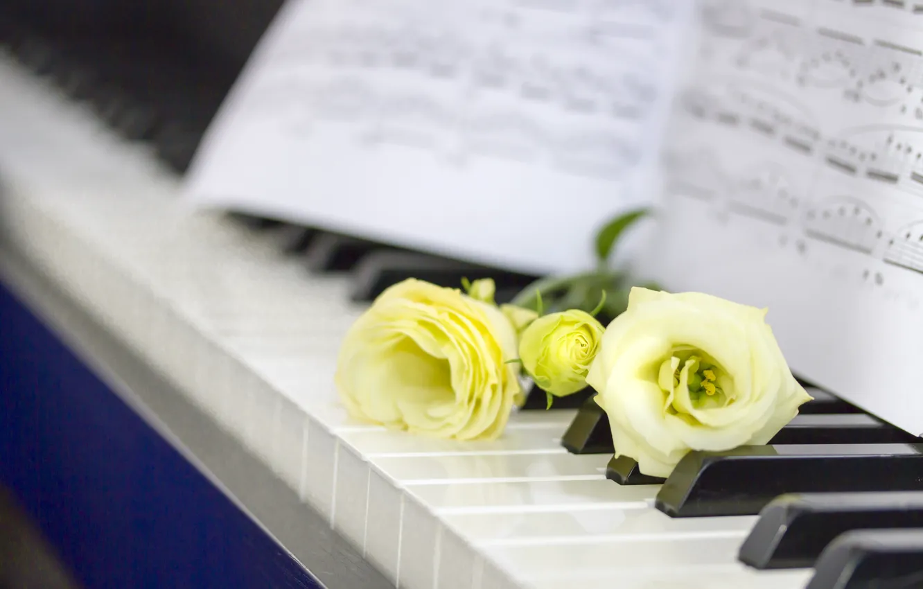 Photo wallpaper flowers, notes, piano, eustoma