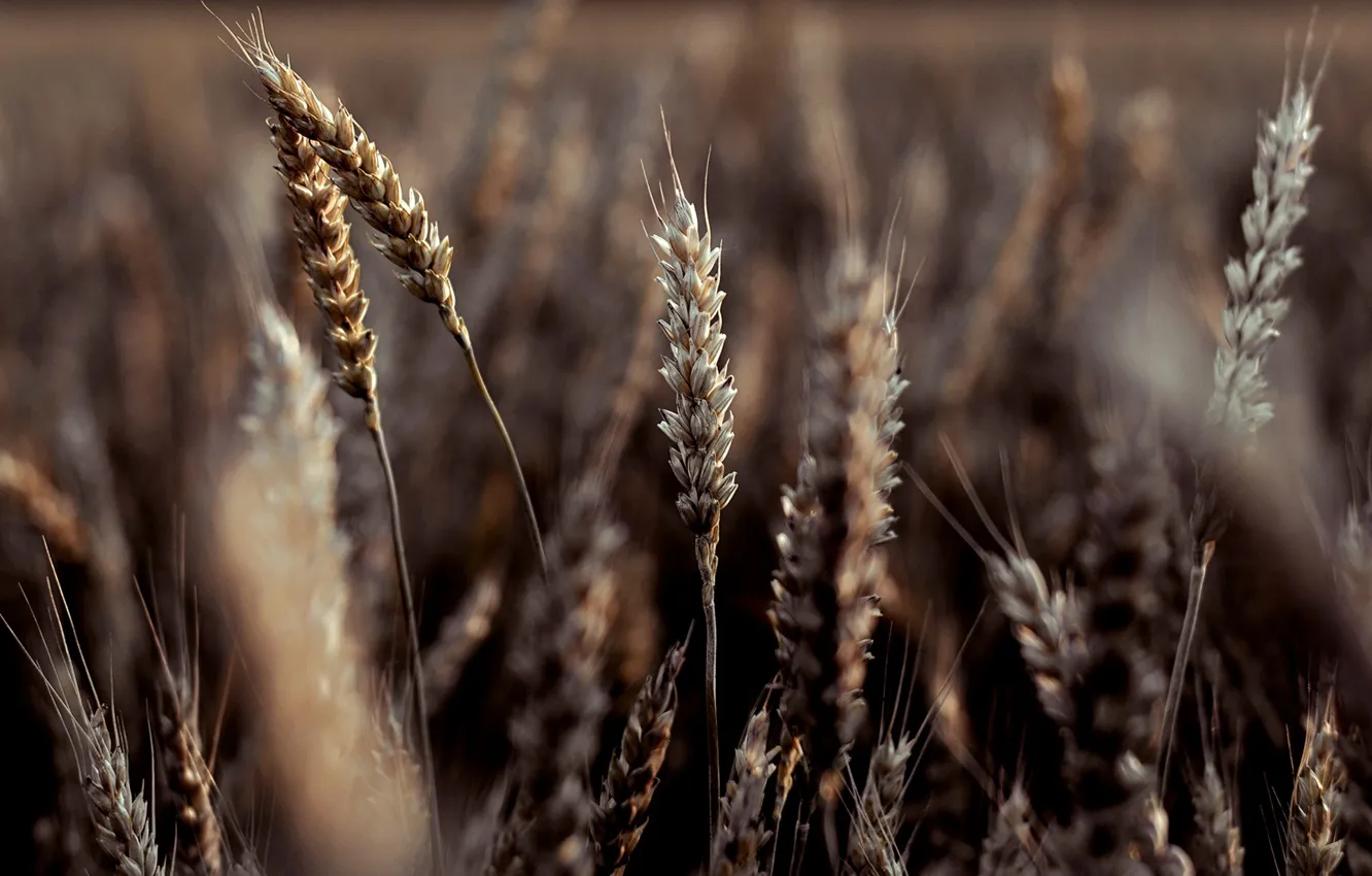 Photo wallpaper wheat, field, nature, beauty, Russia