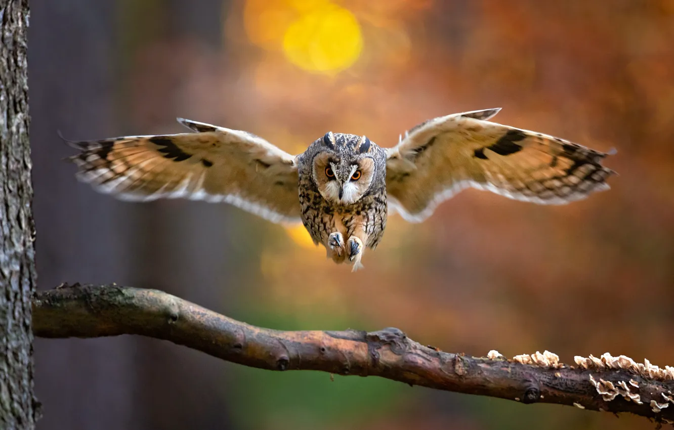 Photo wallpaper look, trees, flight, branches, owl, bird, bokeh, owl