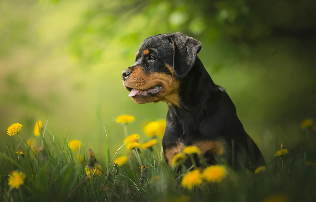 Photo wallpaper flowers, dandelion, dog, puppy, bokeh, Rottweiler