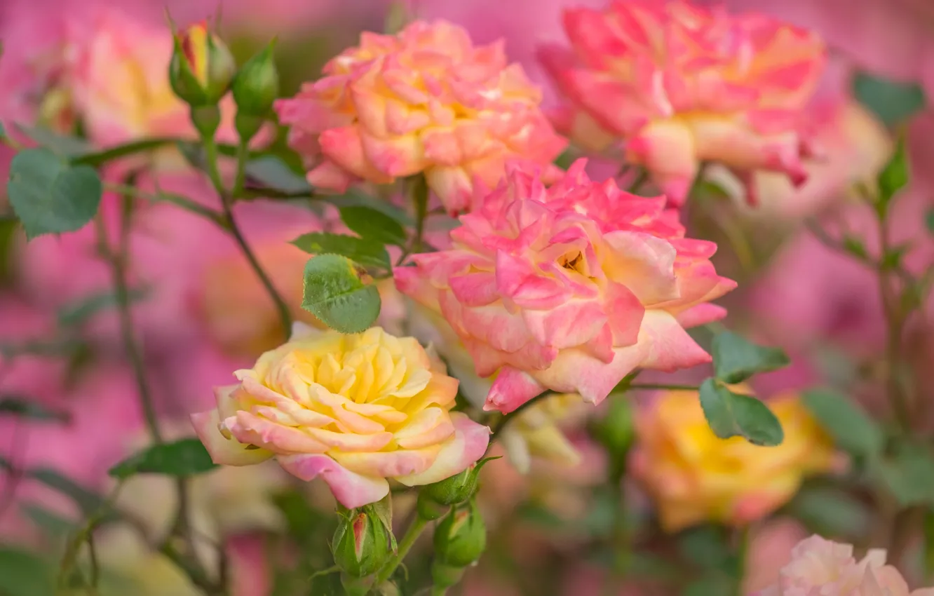 Photo wallpaper macro, roses, buds, bokeh, rose Bush