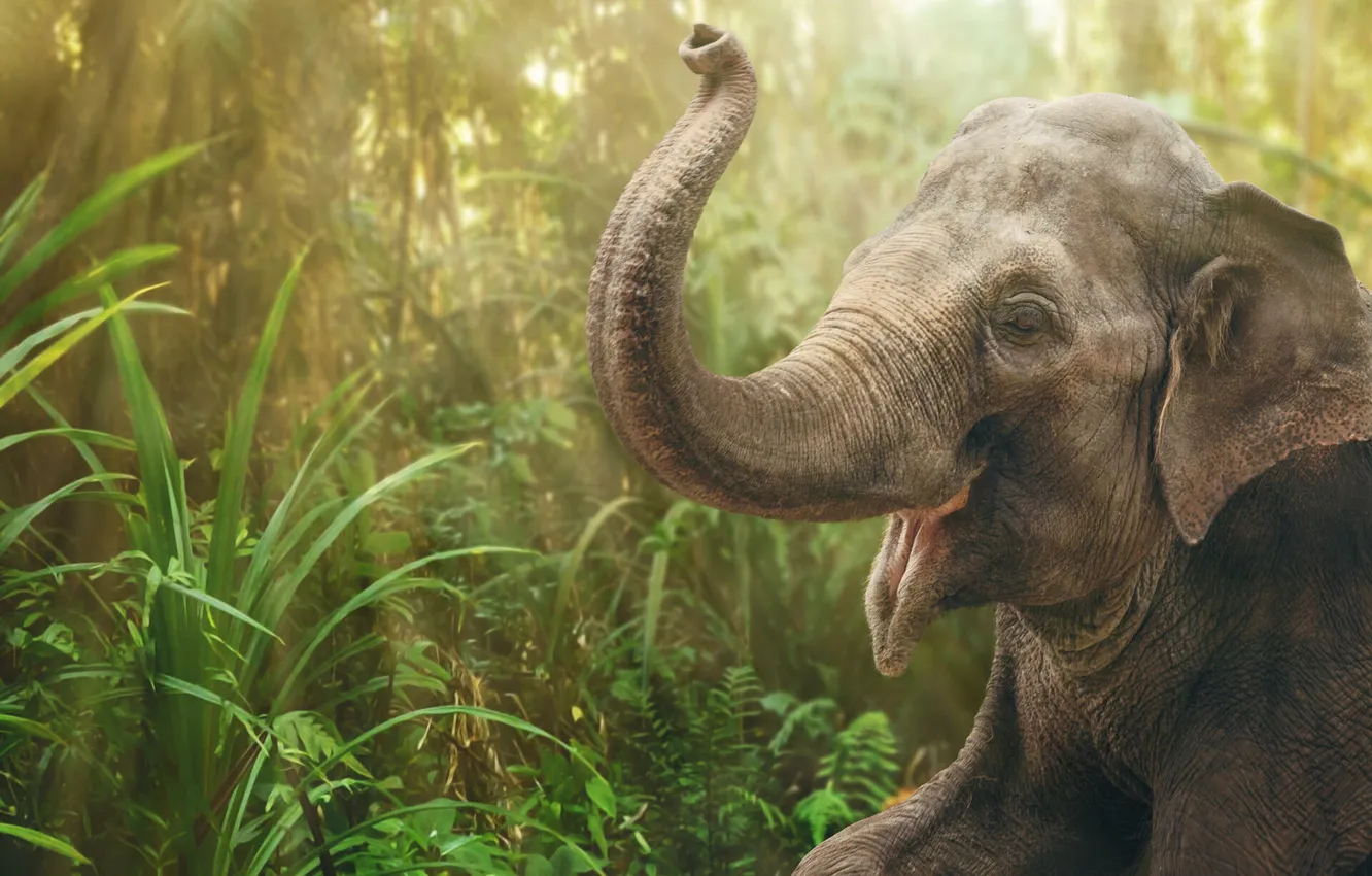 Photo wallpaper leaves, light, tropics, thickets, elephant, portrait, jungle, mouth