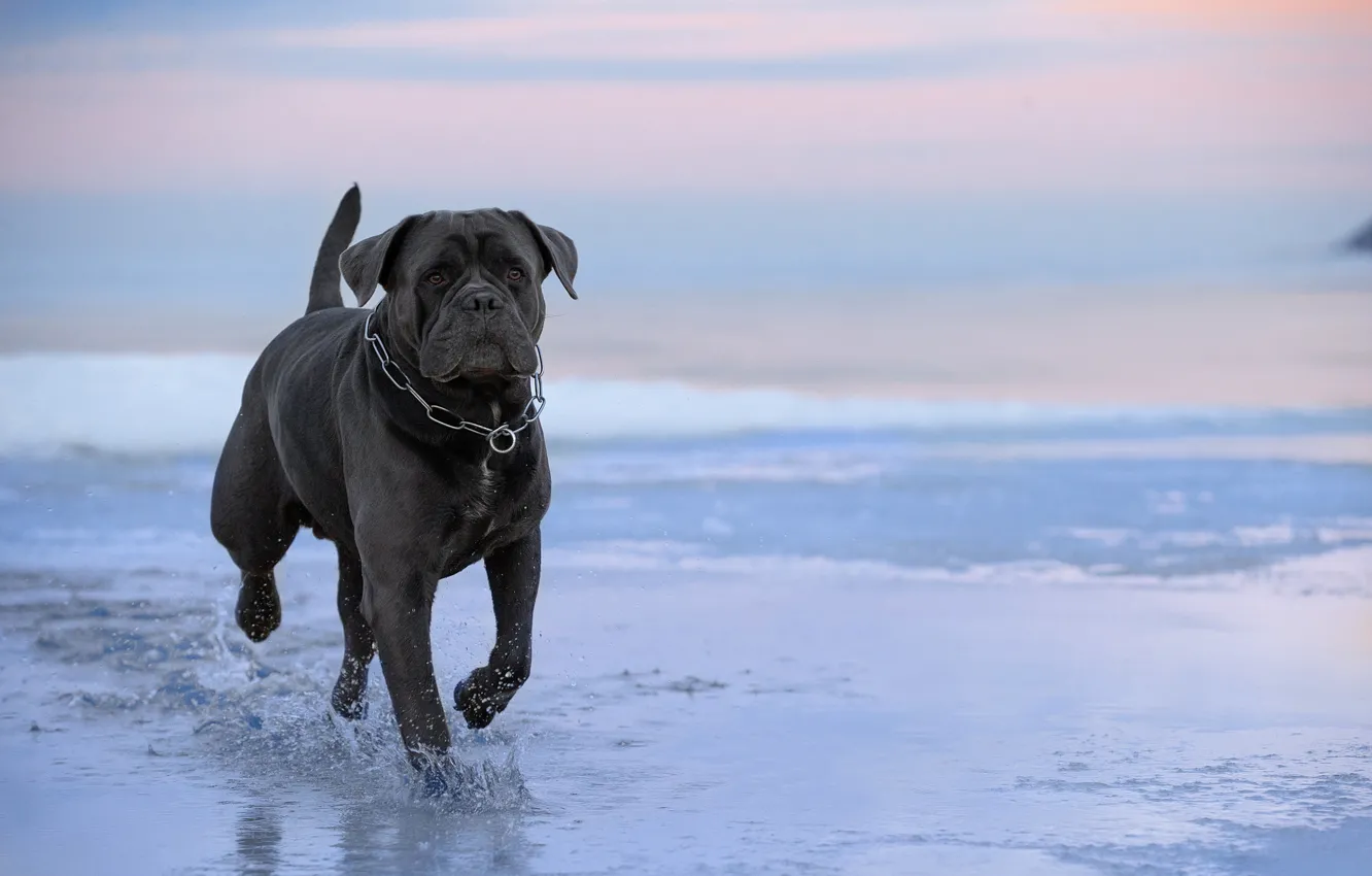 Photo wallpaper water, dog, walk, cane Corso, Svetlana Pisareva