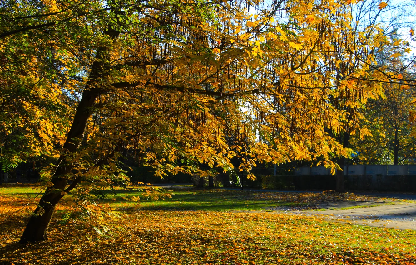 Photo wallpaper park, autumn, tree