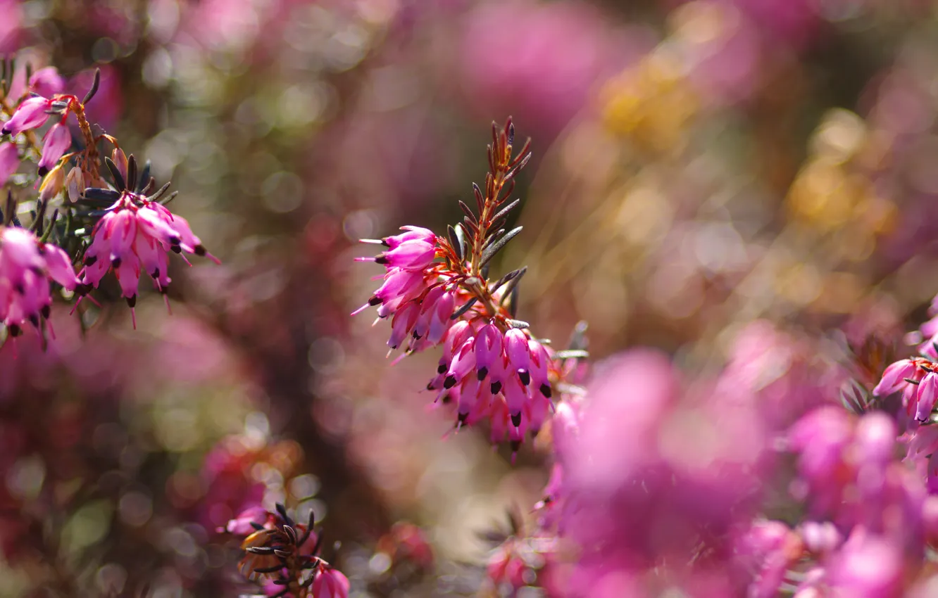 Photo wallpaper flowers, background, mood, glade, bright, beauty, blur, spring