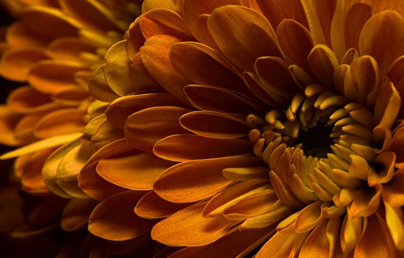Photo wallpaper macro, flowers, orange, close-up, petals, dahlias
