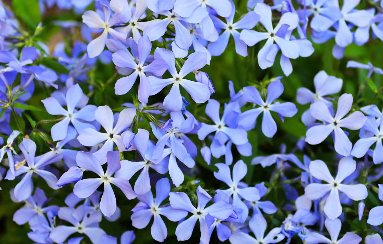 Photo wallpaper flowers, nature, nature nature, wildflowers, the flowers are blue, flowers summer