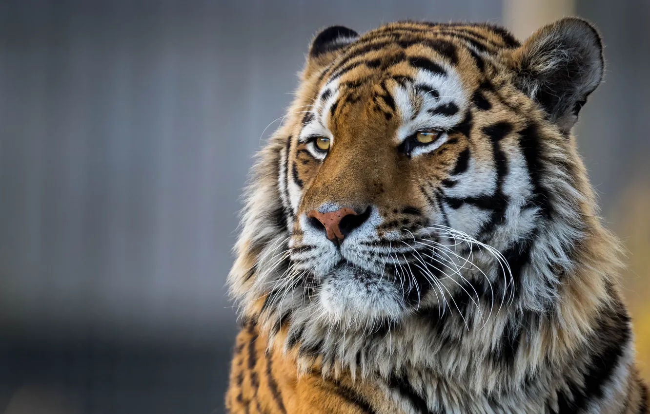 Photo wallpaper face, tiger, portrait, handsome, The Amur tiger