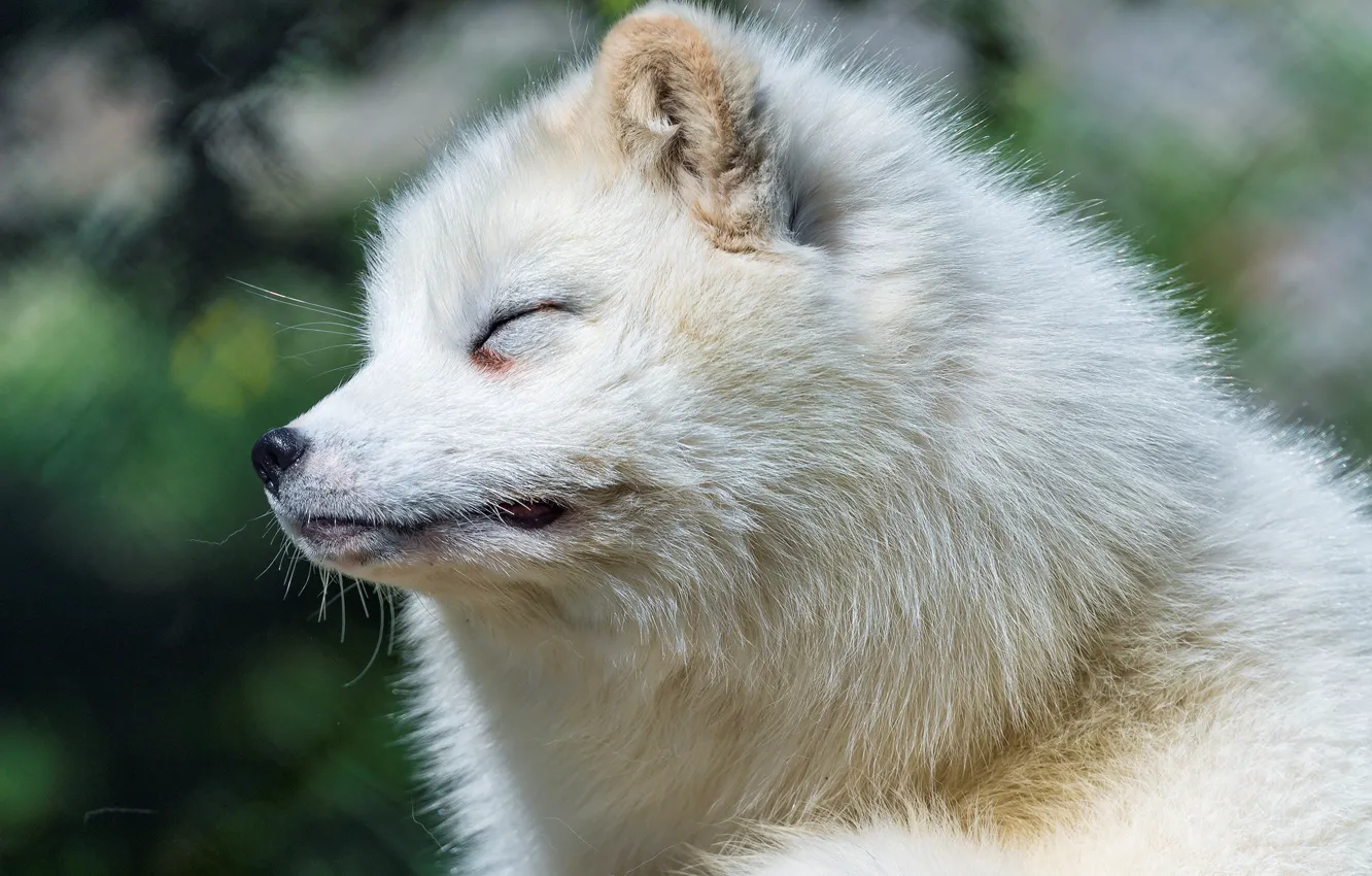 Photo wallpaper muzzle, bokeh, Arctic Fox
