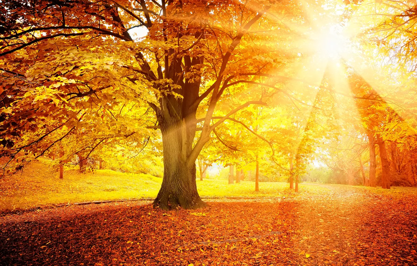 Photo wallpaper autumn, forest, leaves, the sun, tree, autumn, leaves