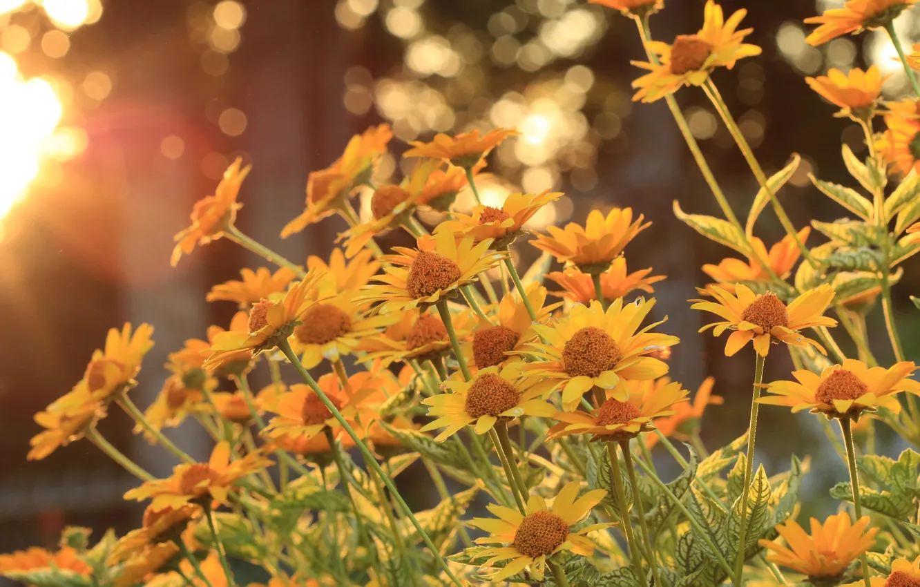 Photo wallpaper the sun, trees, flowers, stems, petals, bokeh