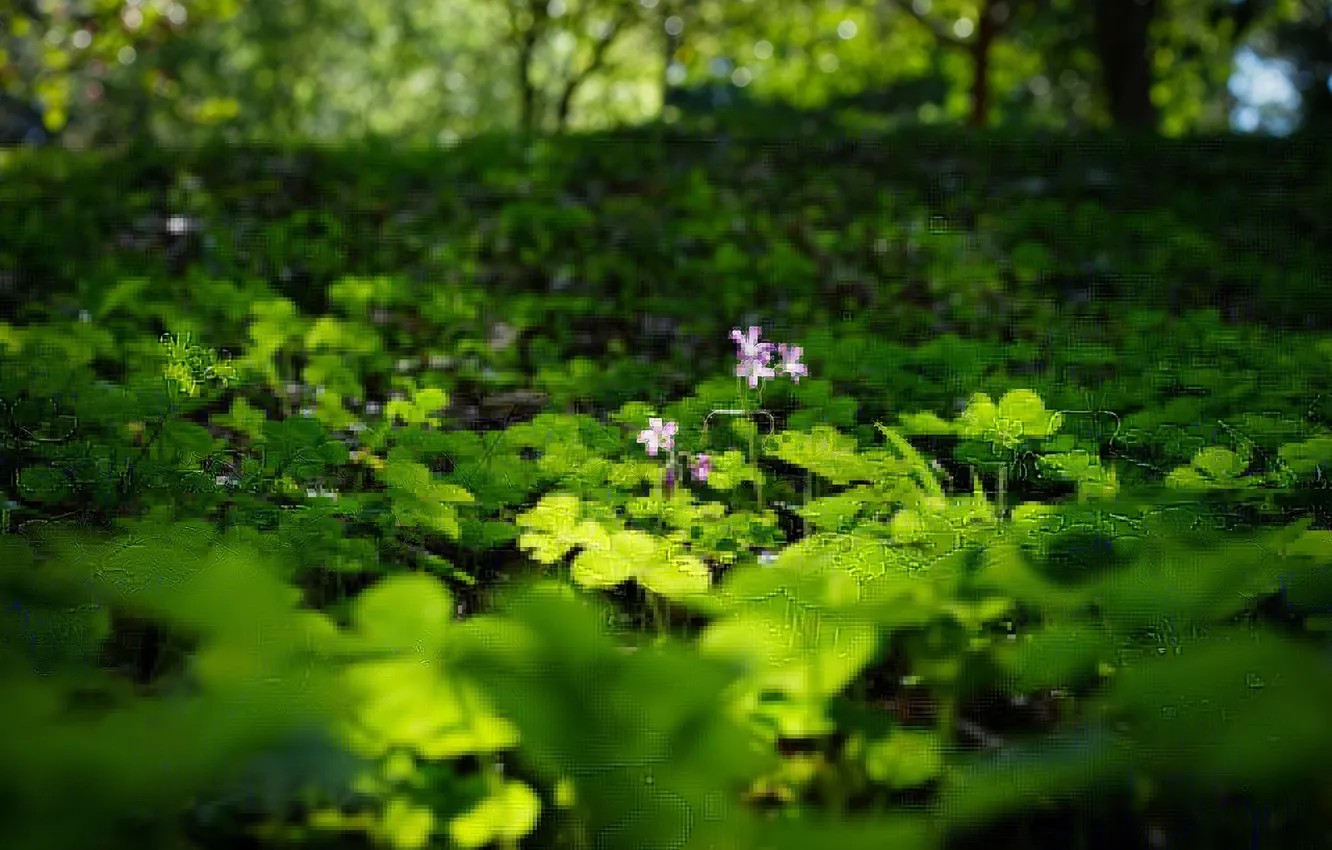 Photo wallpaper summer, flowers, nature