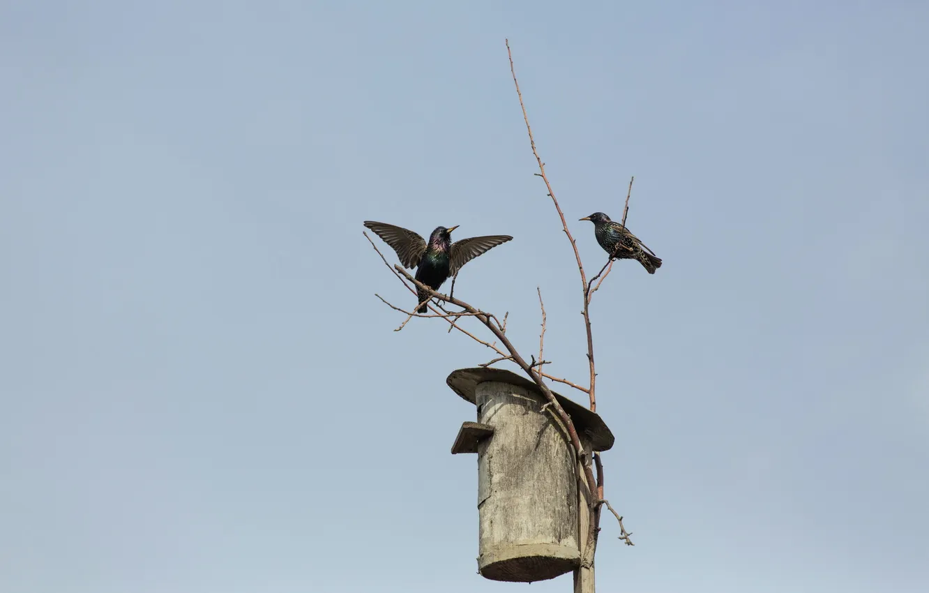 Photo wallpaper bird, home, Starling