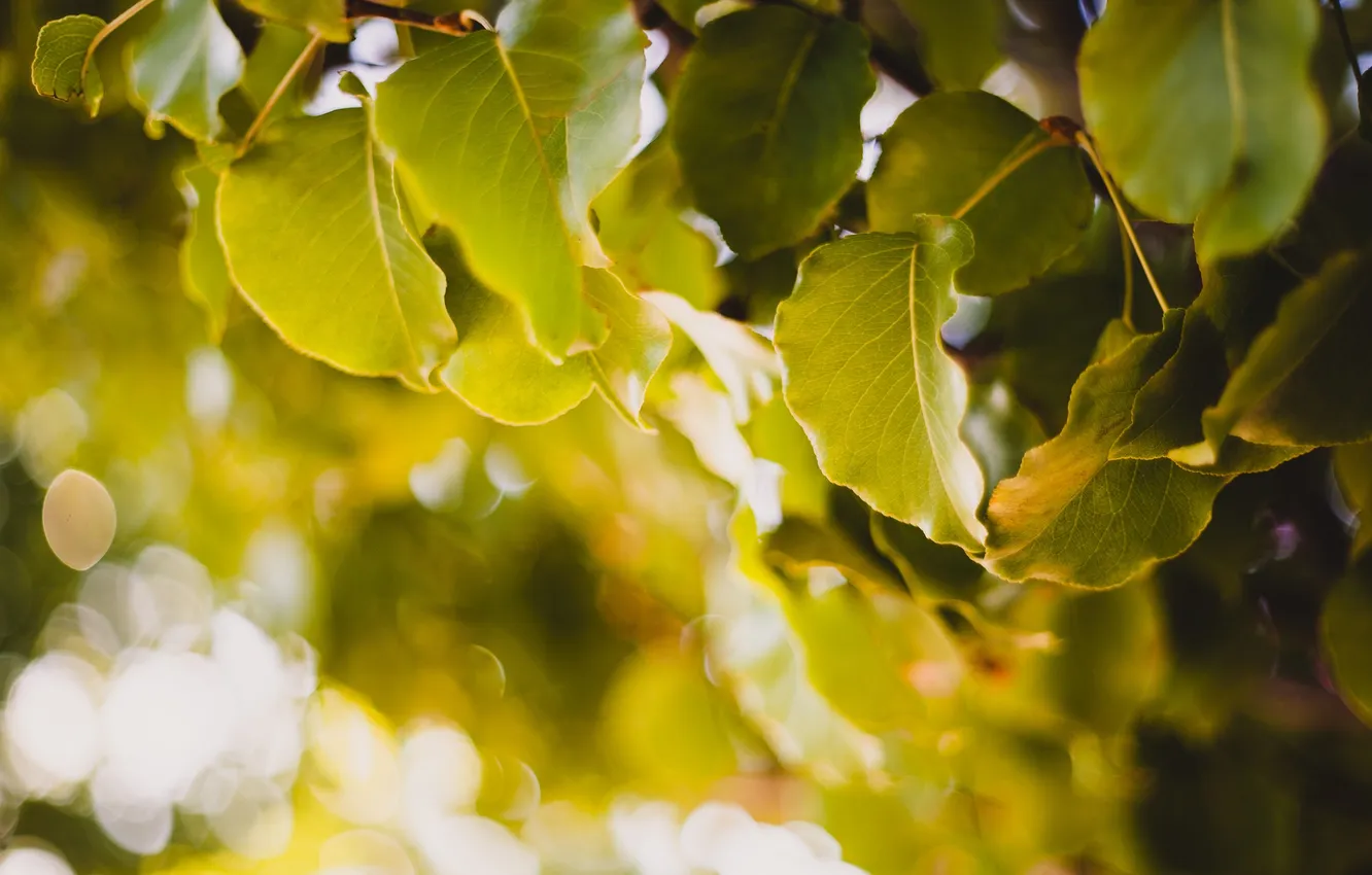 Photo wallpaper leaves, trees, bokeh