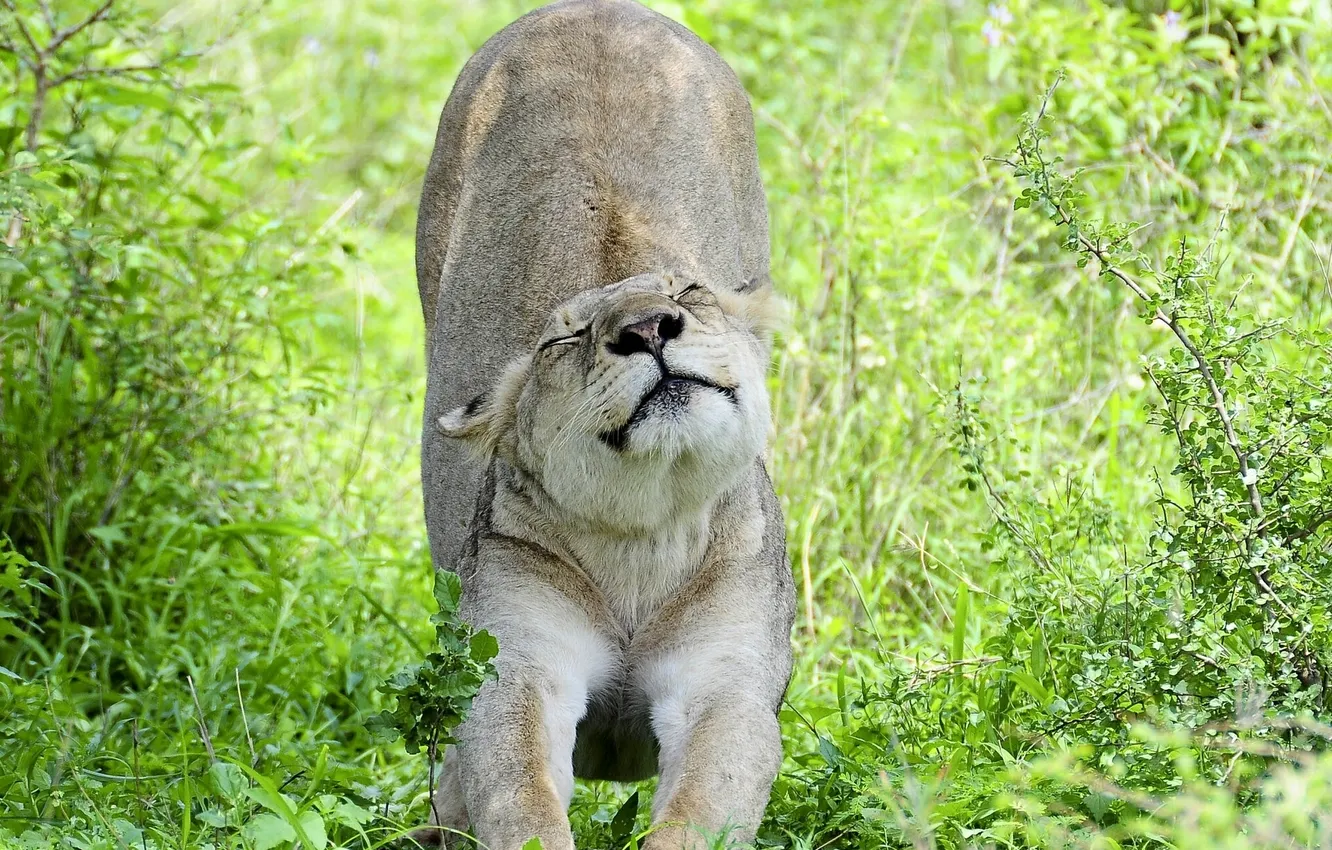Photo wallpaper lioness, wild cat, potyagushki