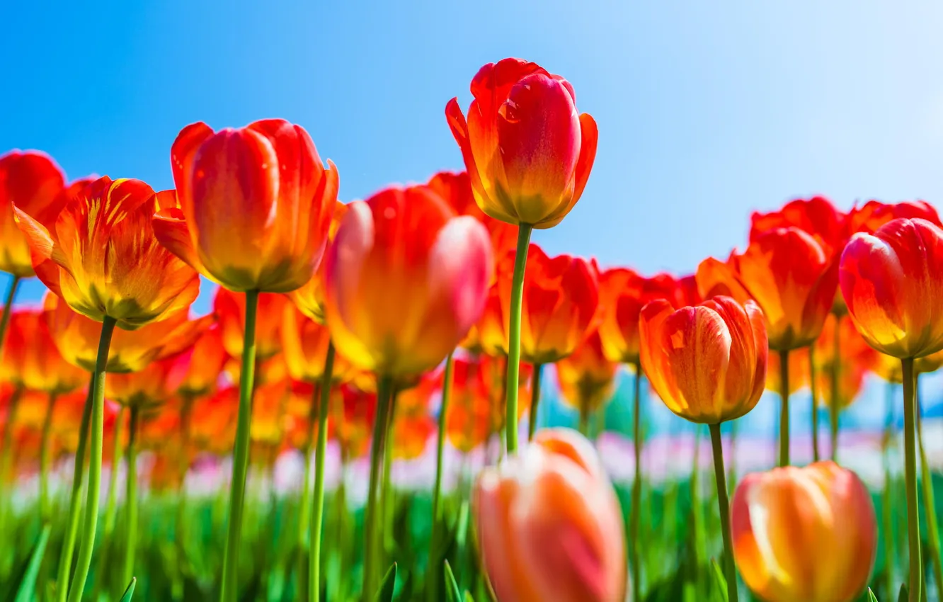 Photo wallpaper flowers, red, spring, tulips