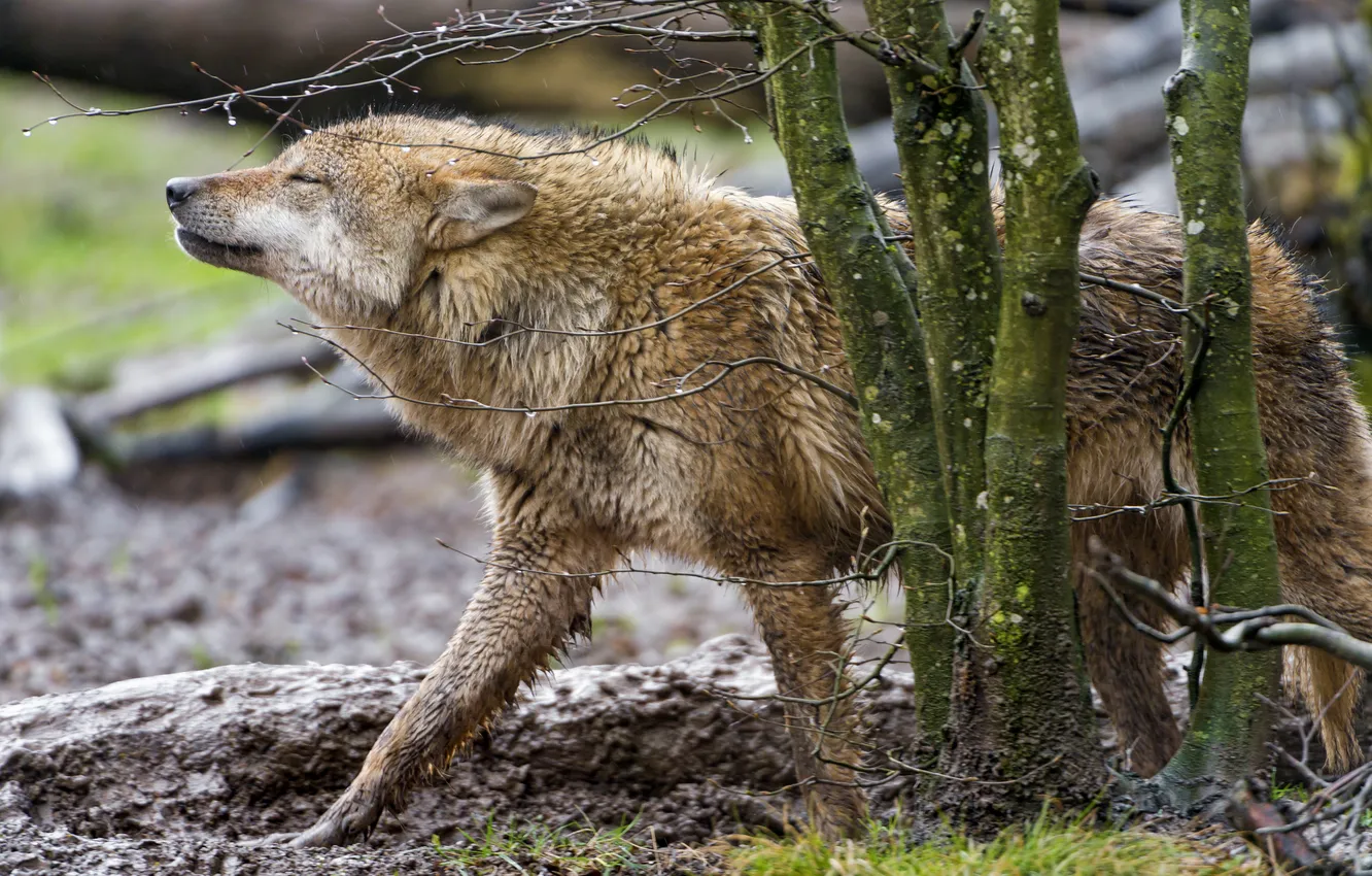 Photo wallpaper branches, rain, wolf, predator, profile, ©Tambako The Jaguar
