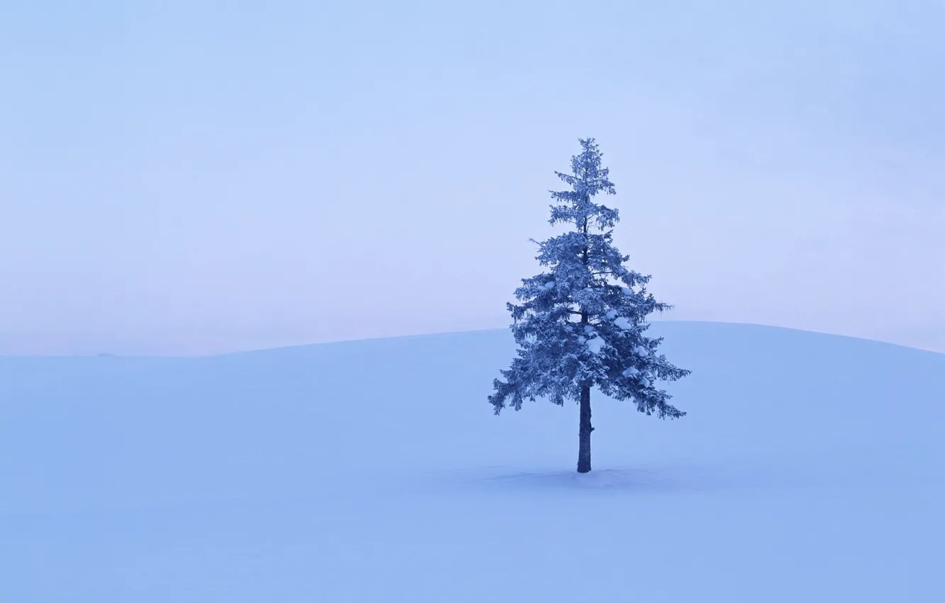 Photo wallpaper winter, snow, Tree, 158