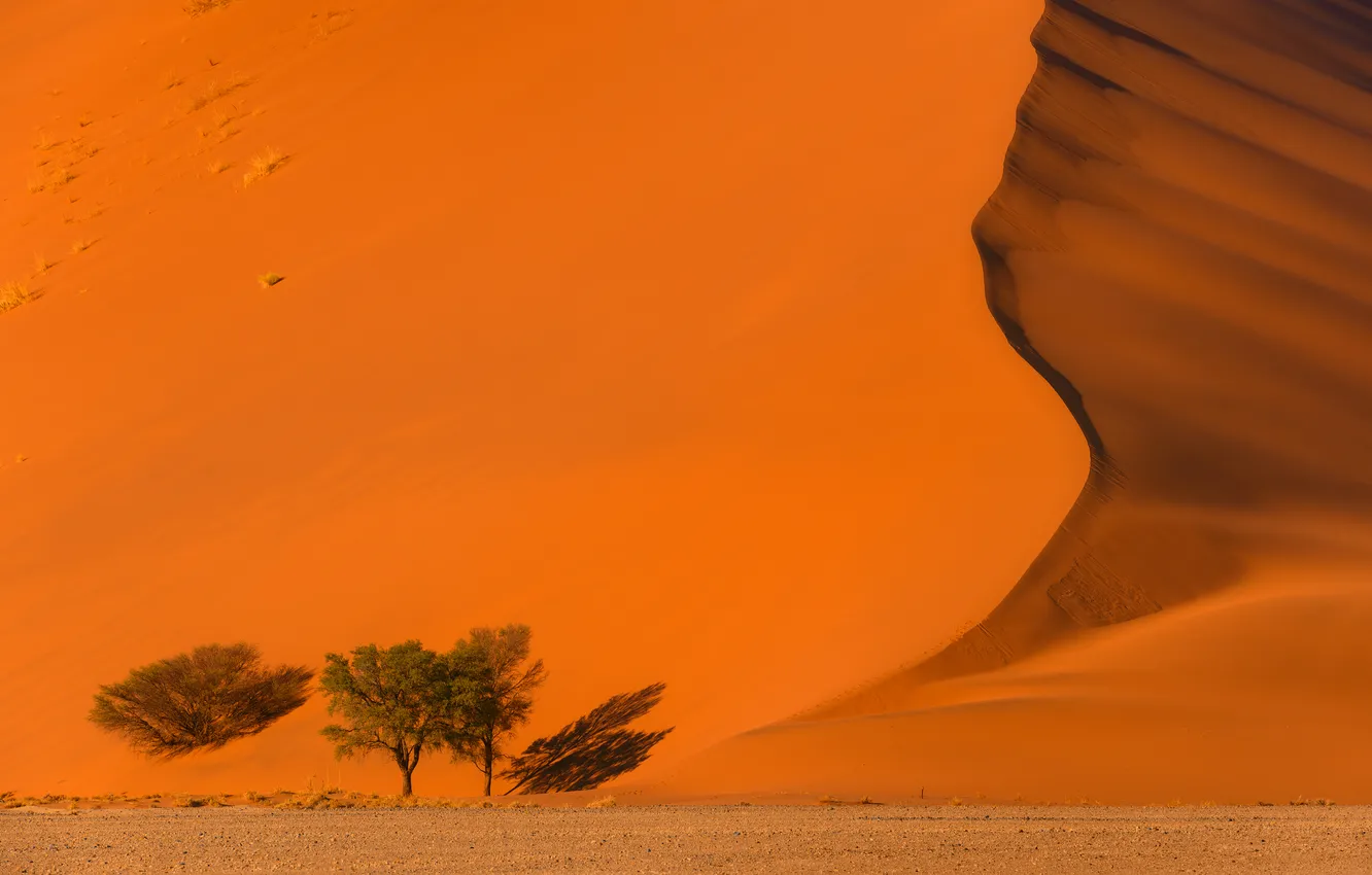 Photo wallpaper desert, sand, orange, plants, dune