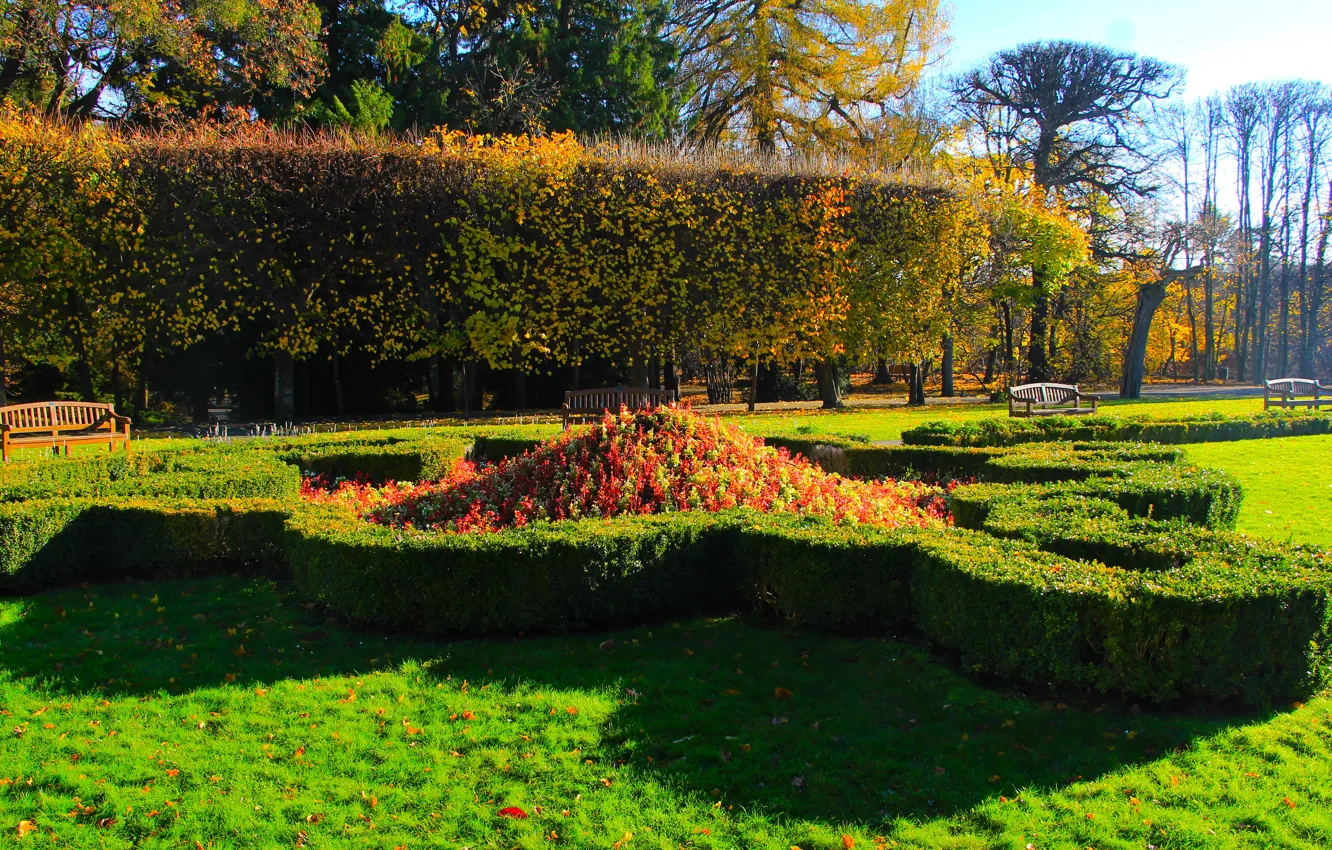 Photo wallpaper grass, park, tree, garden, plant