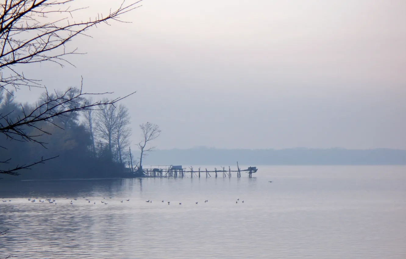 Photo wallpaper water, branches, fog, river, shore, morning, pier, horizon