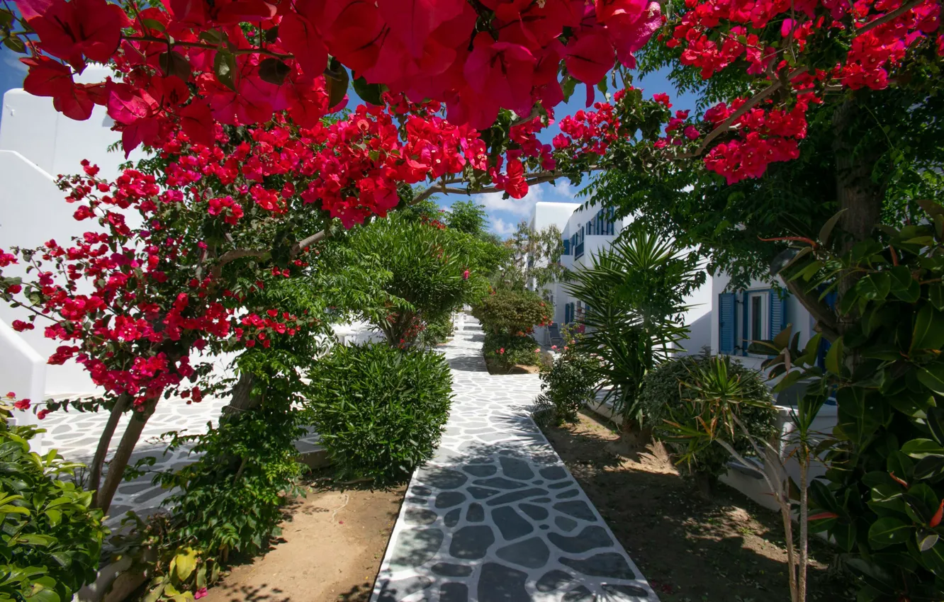 Photo wallpaper Flowers, Home, Trees, Greece, Plants, Flowers, Greece, Red Flowers