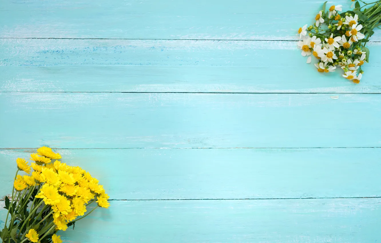 Photo wallpaper flowers, background, chamomile, chrysanthemum, wildflowers