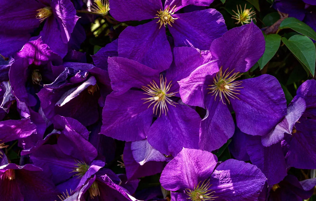 Photo wallpaper purple, macro, flowers, garden, a lot, lilac, clematis, clematis