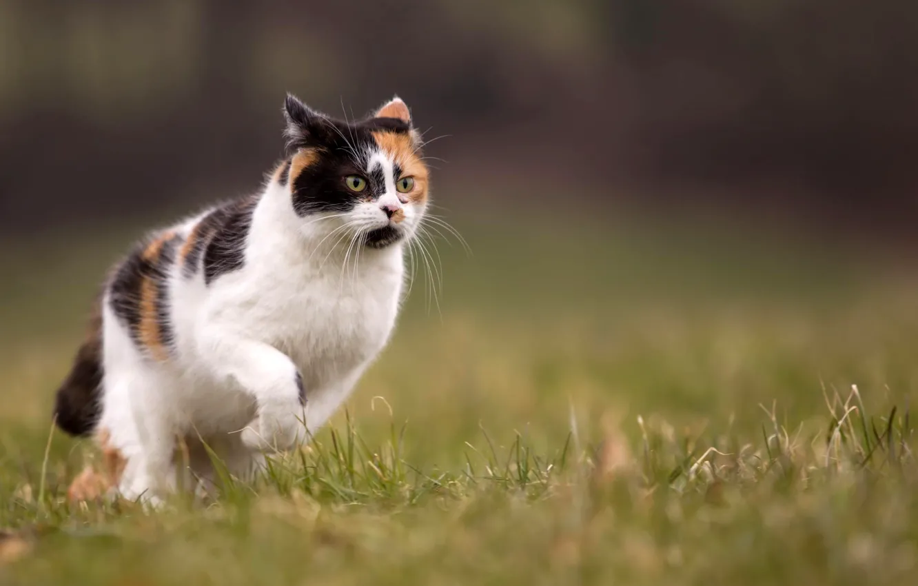 Photo wallpaper cat, summer, grass, nature, blur, runs, tri-color