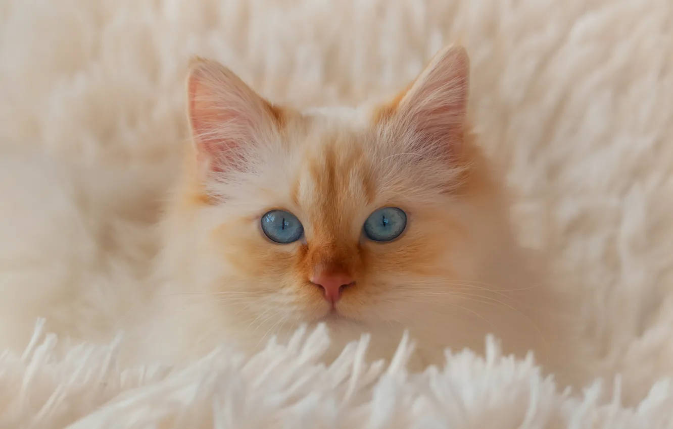 Photo wallpaper cat, white, cat, look, comfort, kitty, portrait, pile