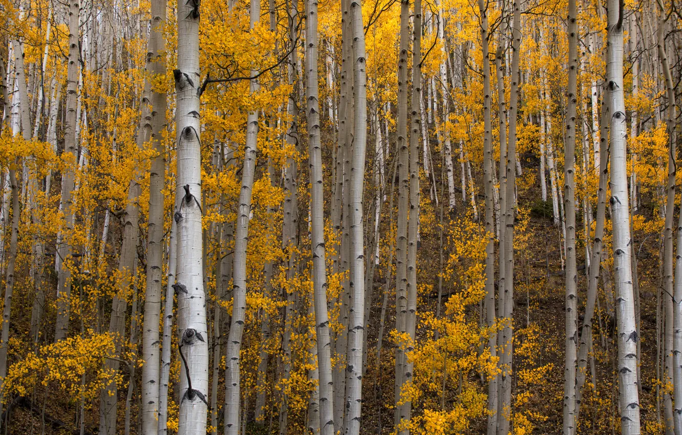 Photo wallpaper autumn, forest, trees, aspen