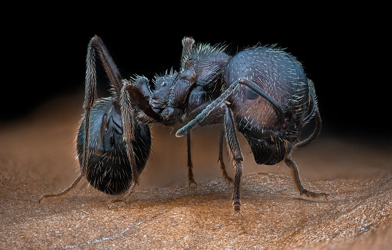 Photo wallpaper macro, insect, ant