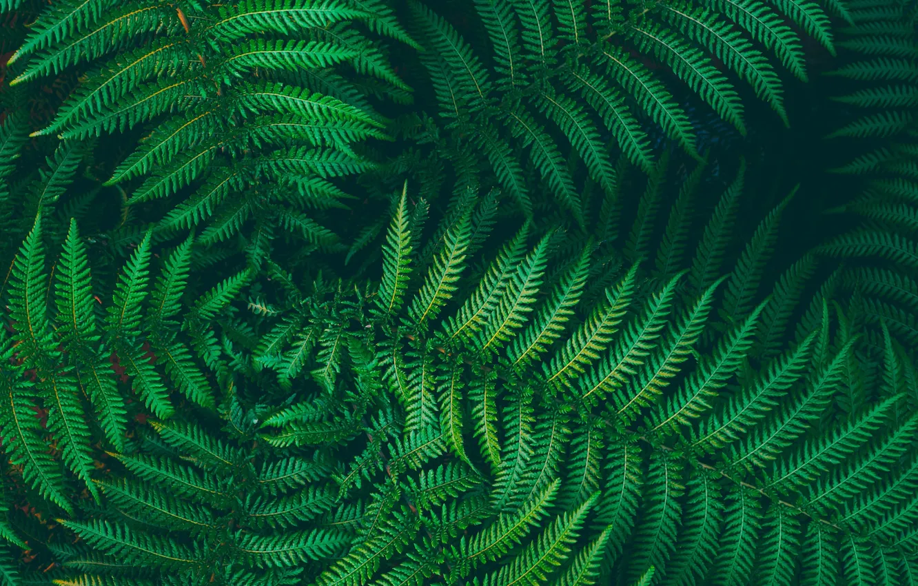 Photo wallpaper leaves, macro, fern