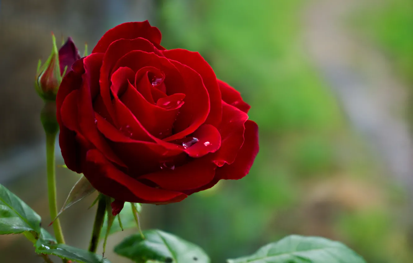 Photo wallpaper leaves, water, drops, flowers, nature, roses, buds