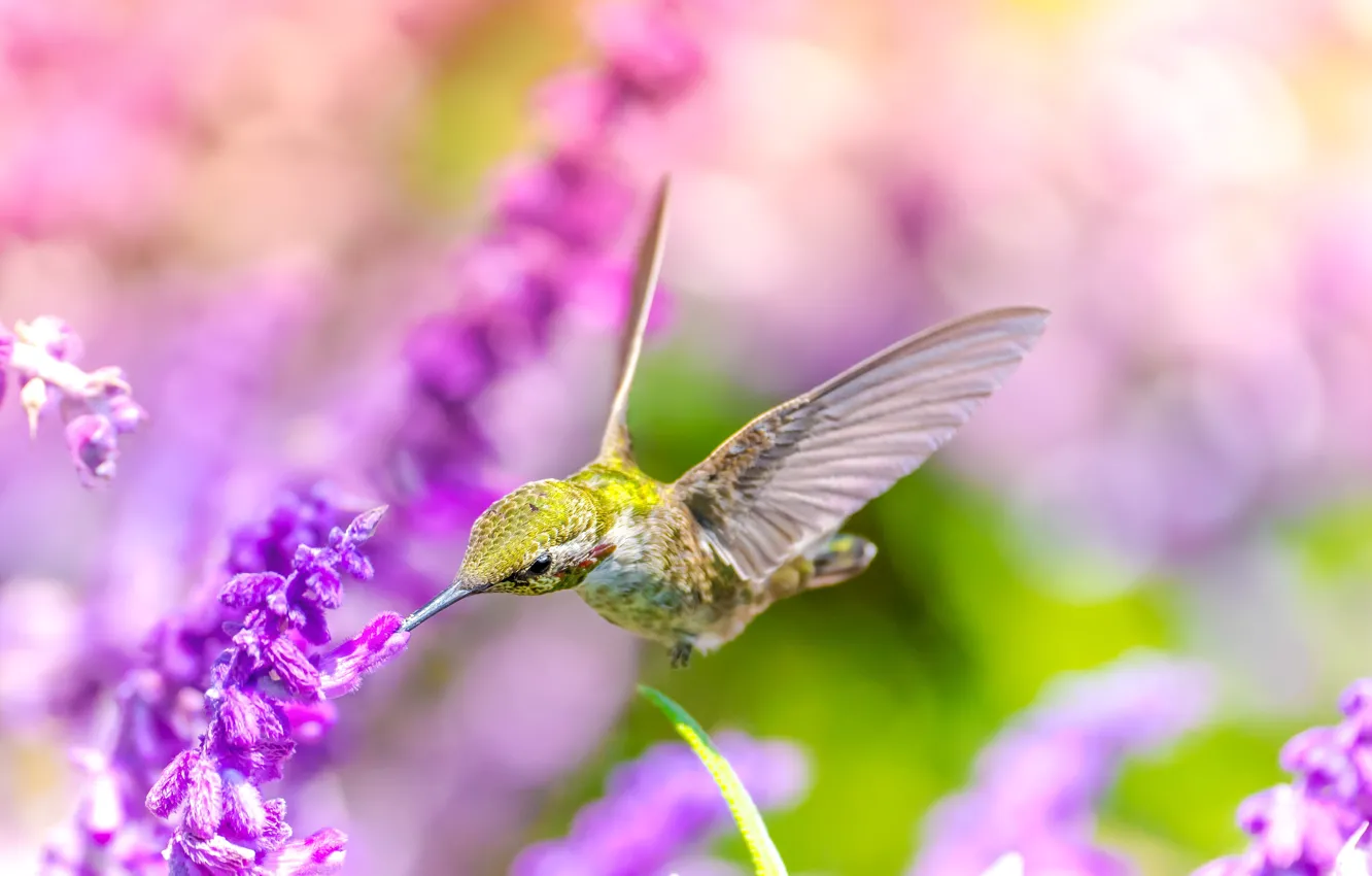 Photo wallpaper flowers, bird, Hummingbird