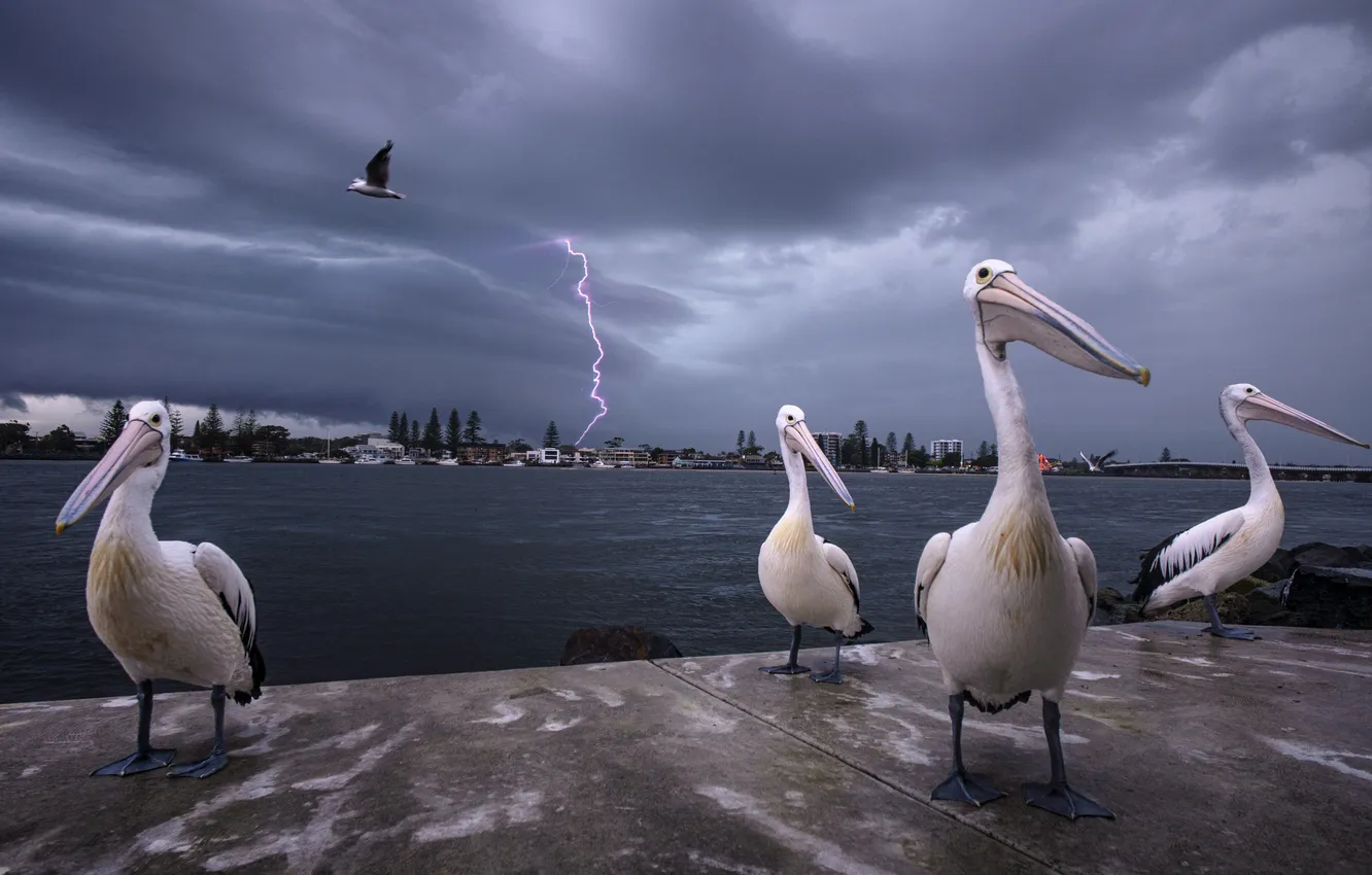 Photo wallpaper the storm, the sky, flight, clouds, bird, shore, lightning, pack