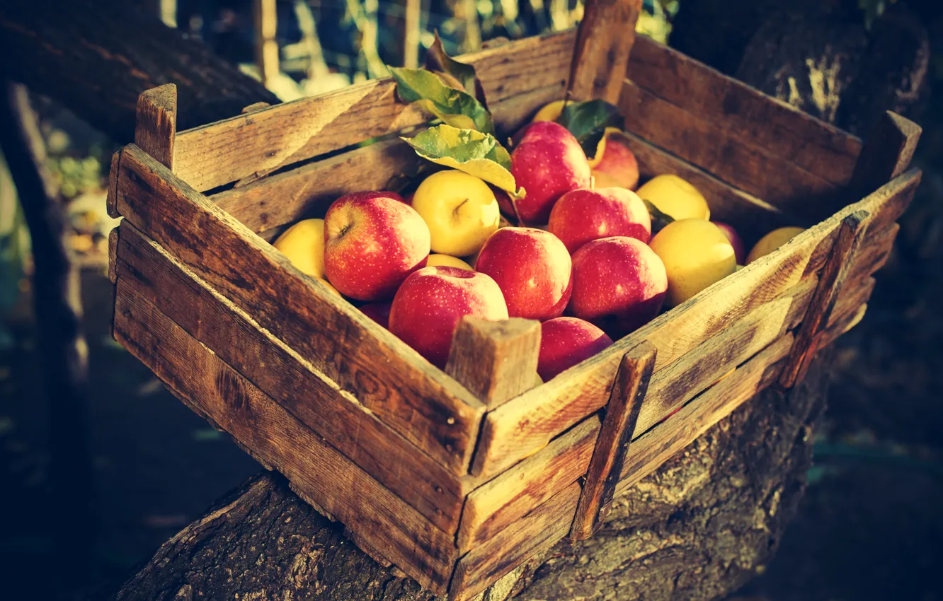Photo wallpaper apples, garden, harvest, fruit, box