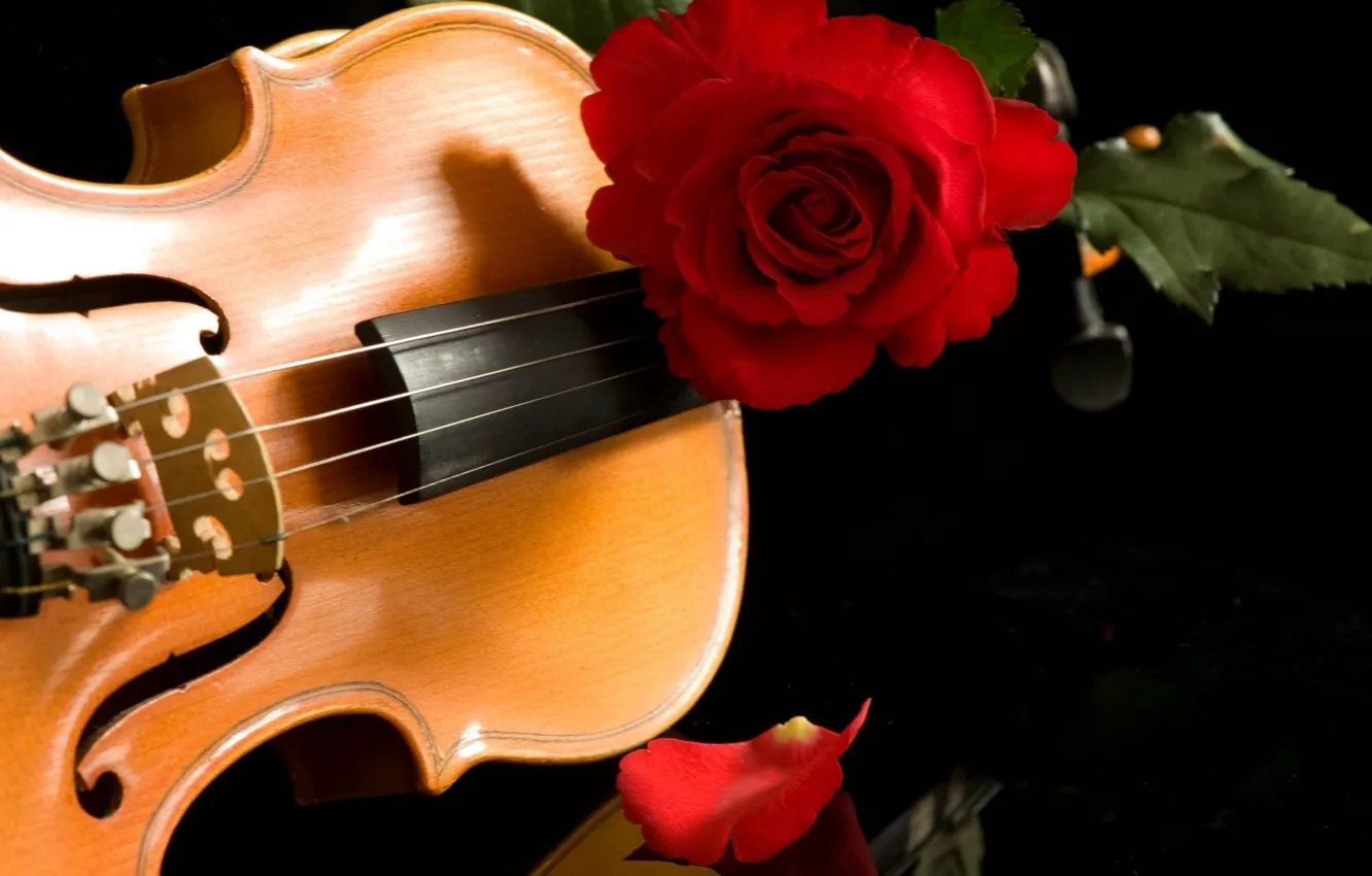Photo wallpaper music, violin, rose, red