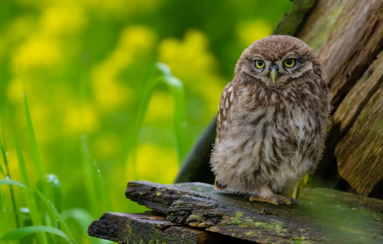 Photo wallpaper owl, bird, Board, owl