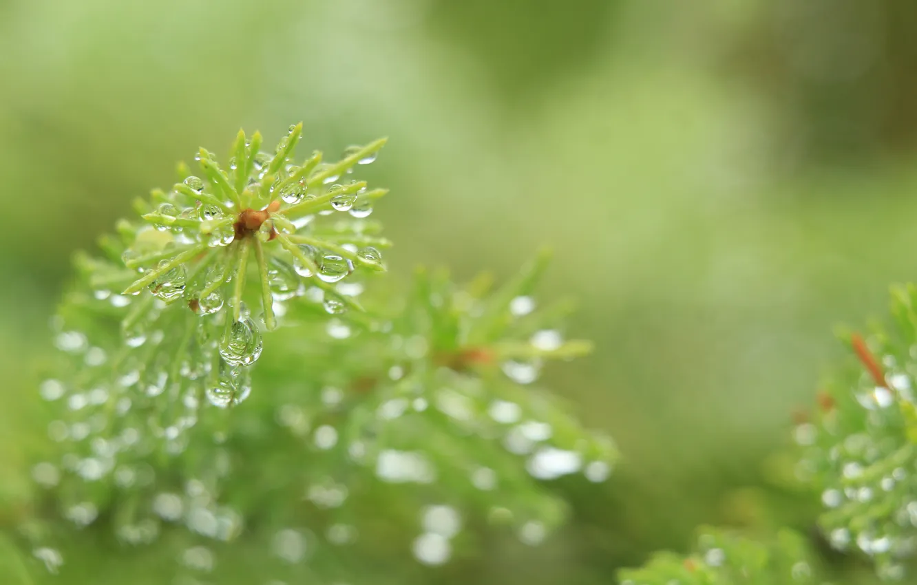 Photo wallpaper water, macro, drops, spruce, twig
