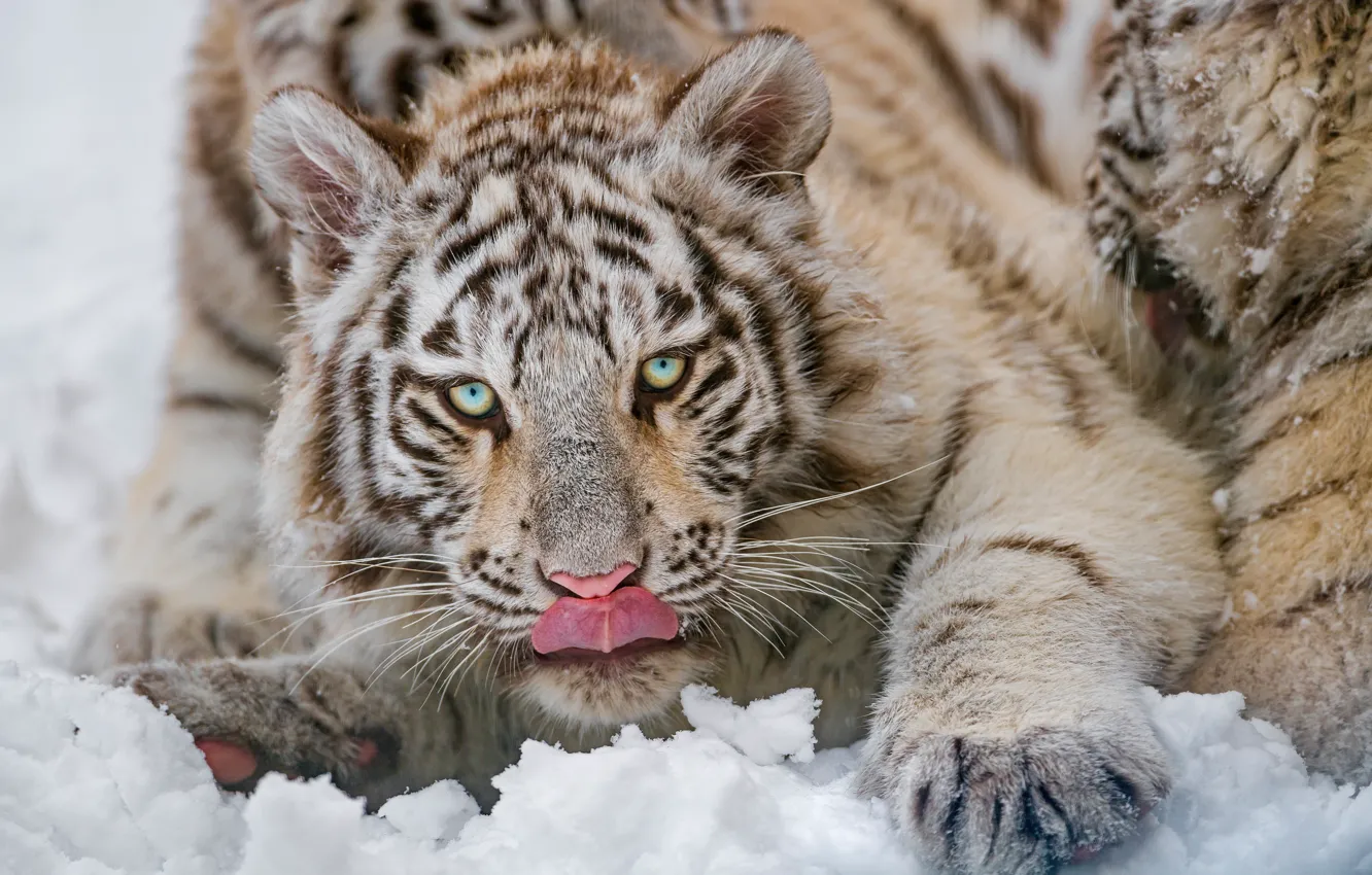 Photo wallpaper winter, language, white, look, snow, close-up, nature, tiger