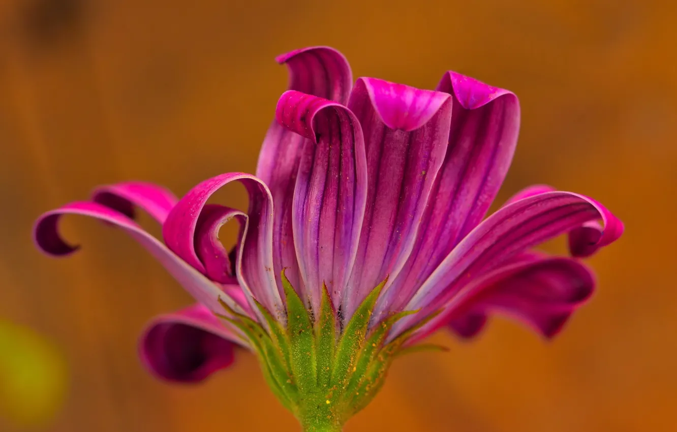 Photo wallpaper flower, background, petals