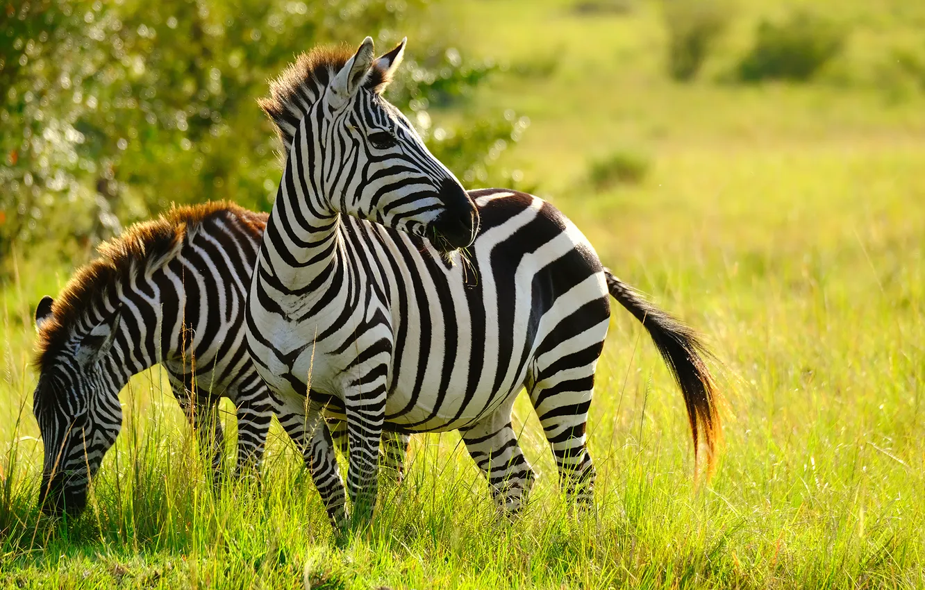 Photo wallpaper white, black, zebra, savannah