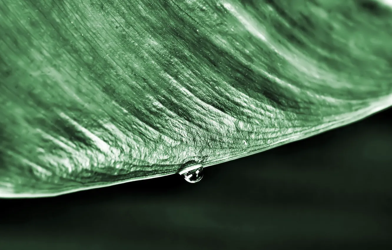 Photo wallpaper sheet, green, drop