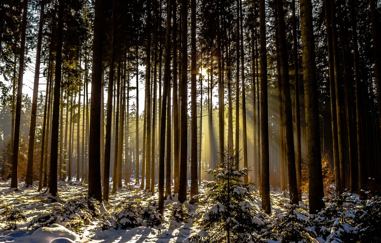 Photo wallpaper winter, forest, snow, trees, sunlight